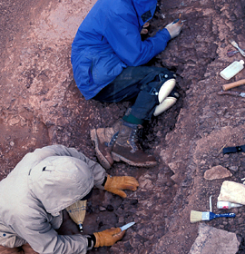 Excavating Devonian fossils in the Canadian Arctic. Credit: Academy of Natural Sciences of Drexel University