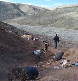 Field research team excavating Devonian fossils at the site in the Canadian Arctic where they found Tiktaalik roseae. Credit: Academy of Natural Sciences of Drexel University