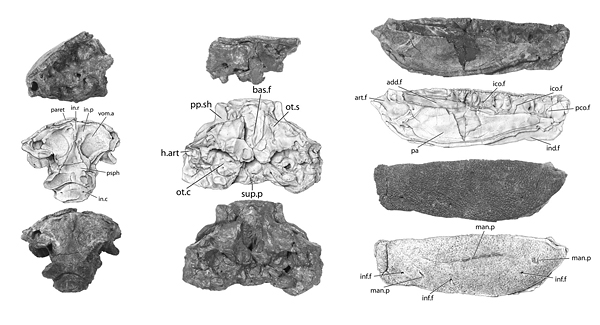Portions of the skull (left and center) and lower jaw (right) of Holoptychius bergmanni. Credit: Academy of Natural Sciences of Drexel University, with drawings by Scott Rawlins.