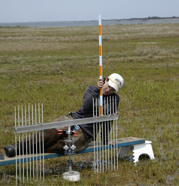 Dr. Tracy Quirk uses a meter stick and a Surface Elevation Table (SET) to measure relative sediment elevation change in a salt marsh in Barnegat Bay, N.J.