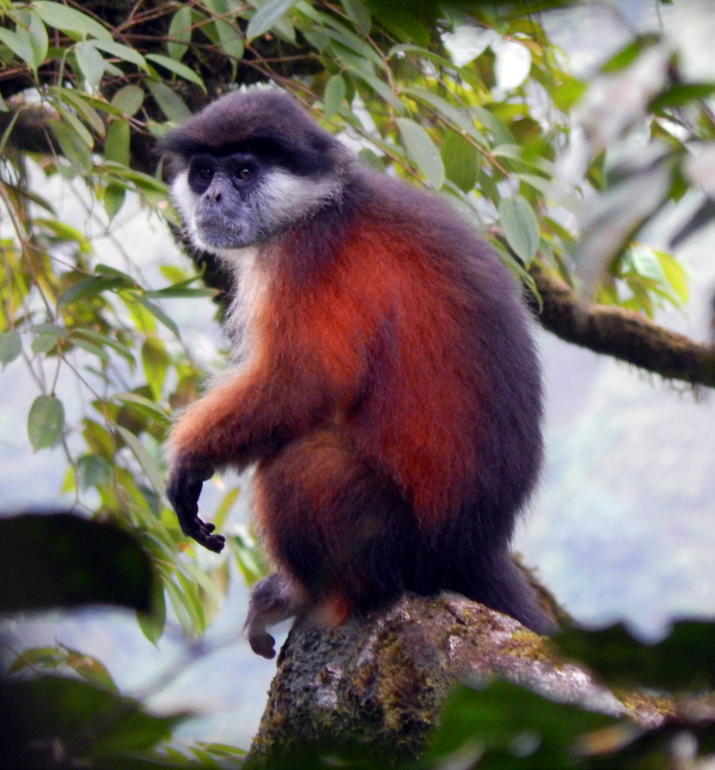 Pennant's red colobus (Procolobus pennantii), a species endemic to Bioko, which is restricted to the remote southwest of the island. Credit: Araks Ohanyan/BBPP