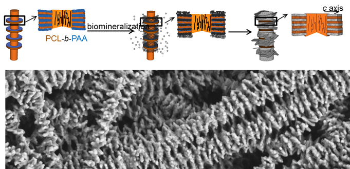 Periodic anionic nanodomains created by block copolymer self-assembly along nanofibers can precisely control orientation and spatial distribution of mineral nanocrystals. It provides a new route to achieving exquisite nanoscale structural control in biomimetic hybrids.