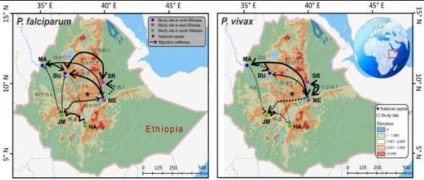 Migratory pathways of Plasmodium falciparum and P. vivax in malaria endemic areas of Ethiopia.