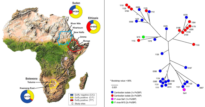 Left: Distribution of Duffy blood group among febrile patients in East and Southern Africa. Right: Evolution of P. vivax isolates with single and multiple PvDBP copies.