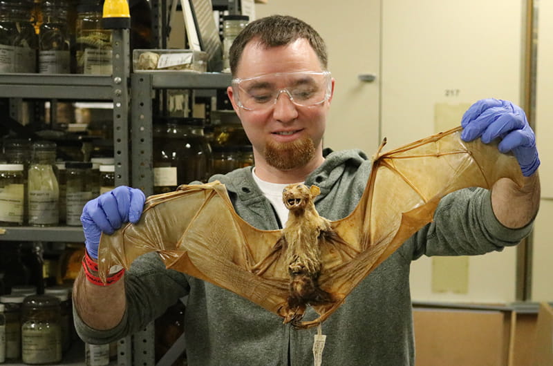 An Overnighter holds up a preserved bat.