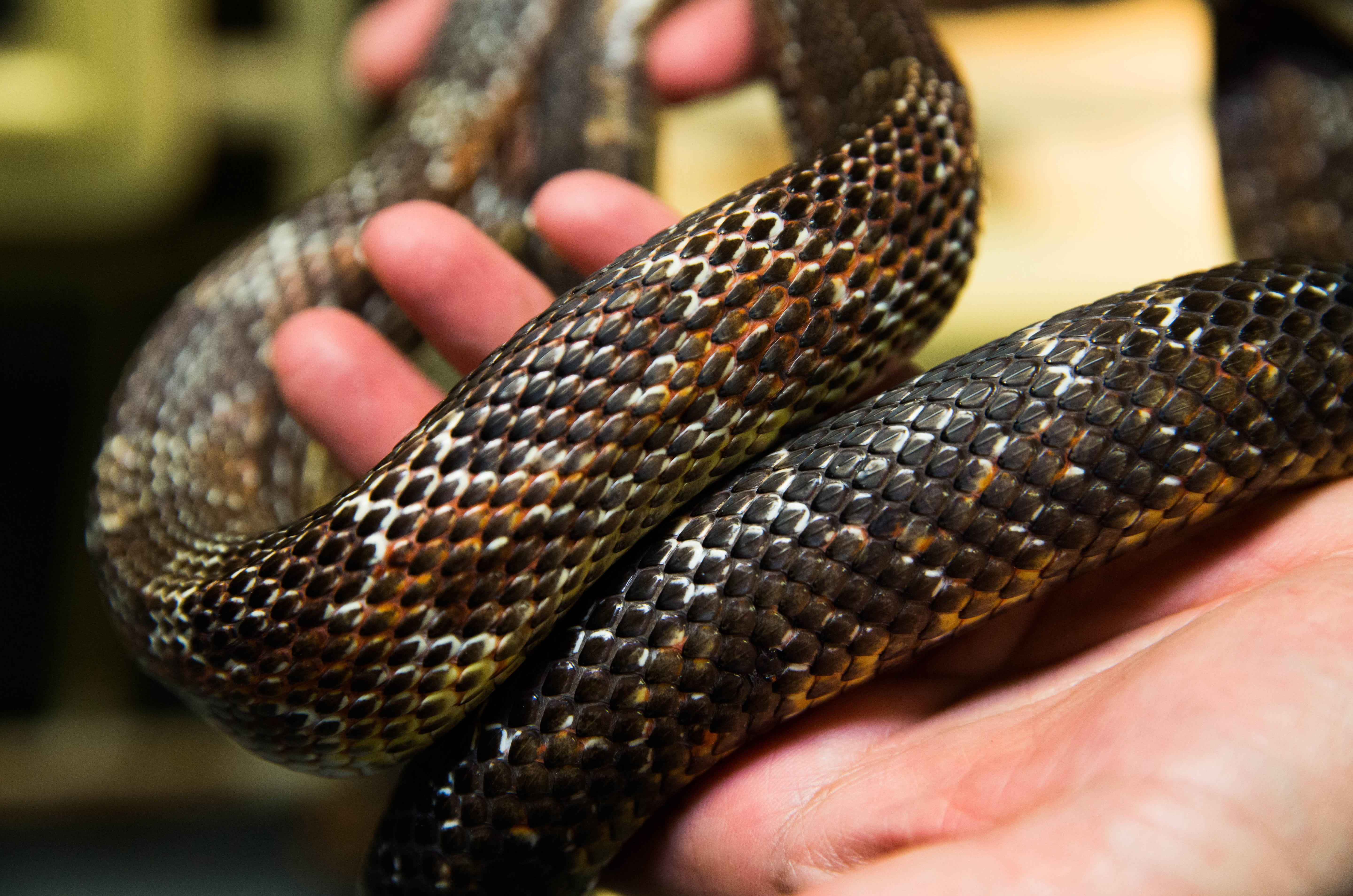 What Can Snakes Teach Us About Engineering Friction?