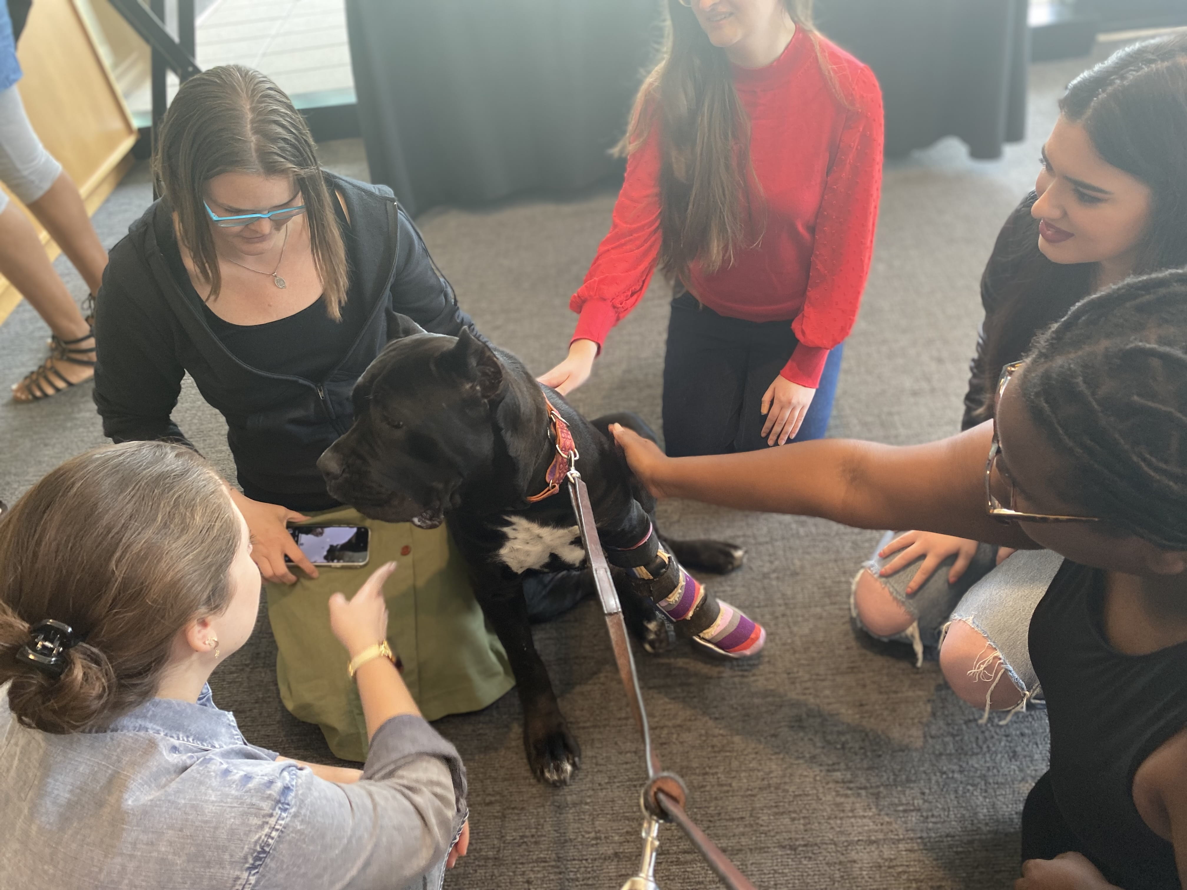 Students pet and take pictures of Mocha Latte
