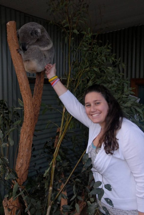 Koala at the Sydney Zoo