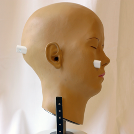 Model of Head