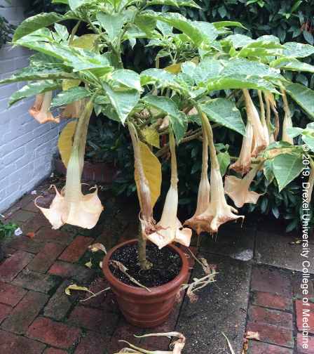 Drexel Toxicology Image Library - Angel's Trumpet (Brugmansia arbore)
