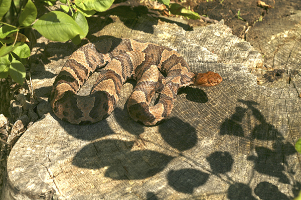 Drexel Toxicology Image Library - Northern Copperhead