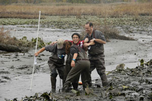Dr. Jerry Mead, on right, and several environmental science students have fun pulling their classmate out of the mud. Students were examining plant communities along a gradient of elevation or frequency of wetting in the tidal, freshwater marsh.