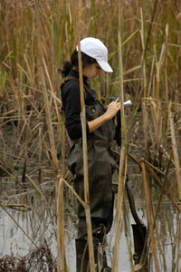Bees student Raffaela Marano takes notes in Tinicum marsh. Students were examining plant communities along a gradient of elevation or frequency of wetting in the tidal, freshwater marsh.