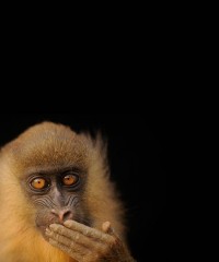 Bioko Monkey