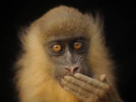 Drill Monkey