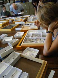 Students sorting specimens in boxes