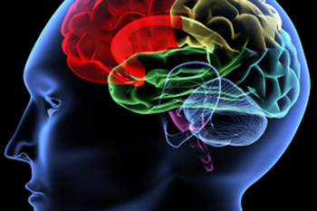 the human brain