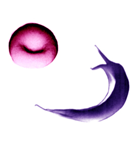 Red Sickle Cell