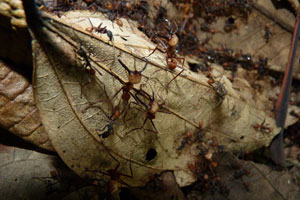 ant soldiers