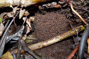 Dr. Ant Biovac Ecuador
