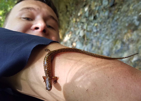 Long Tail Salamander - Jakub Zegar