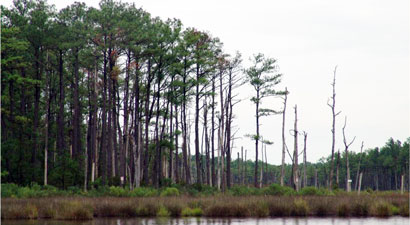 A healthy strand of loblolly pines abruptly drops into the ghost forest which juts out of the Jakes Landing portion of the Dennis Creek near Cape May, New Jersey.