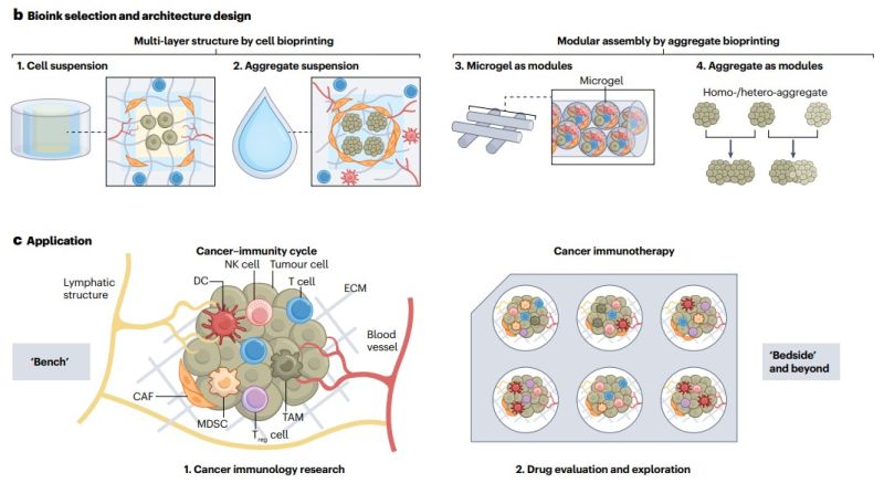 A diagram from Dr. Wei Sun's article in Nature Reviews Immunology, which reviews recent developments in the field of immuno-oncology models, discussing limitations of existing immunotherapies, the construction of vitro 3D immuno-oncology models using various technologies, and the application of these models for recapitulating the cancer–immunity cycle as well as for assessing and improving immunotherapies for solid tumors.