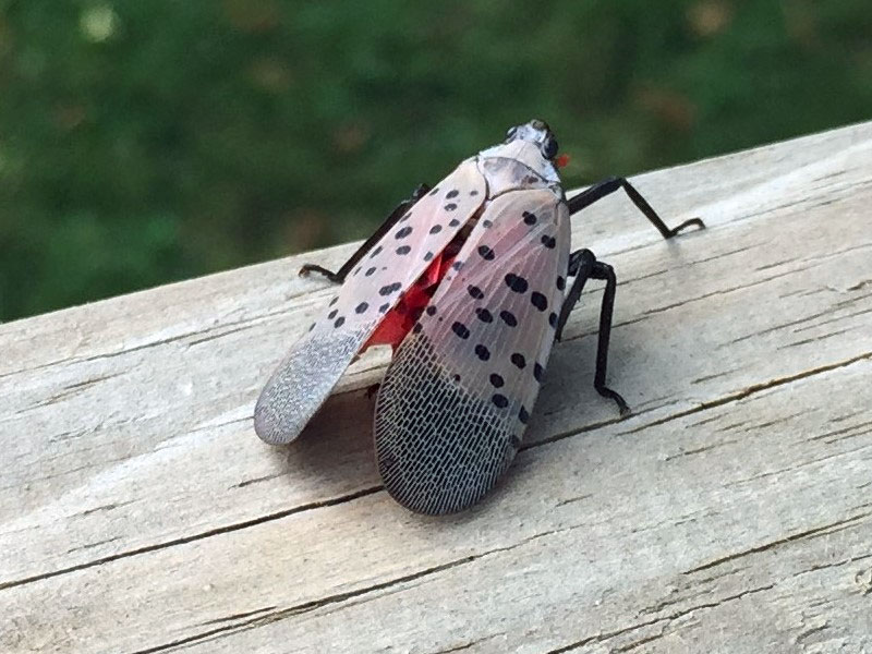 Spotted lanternfly on a tree branch