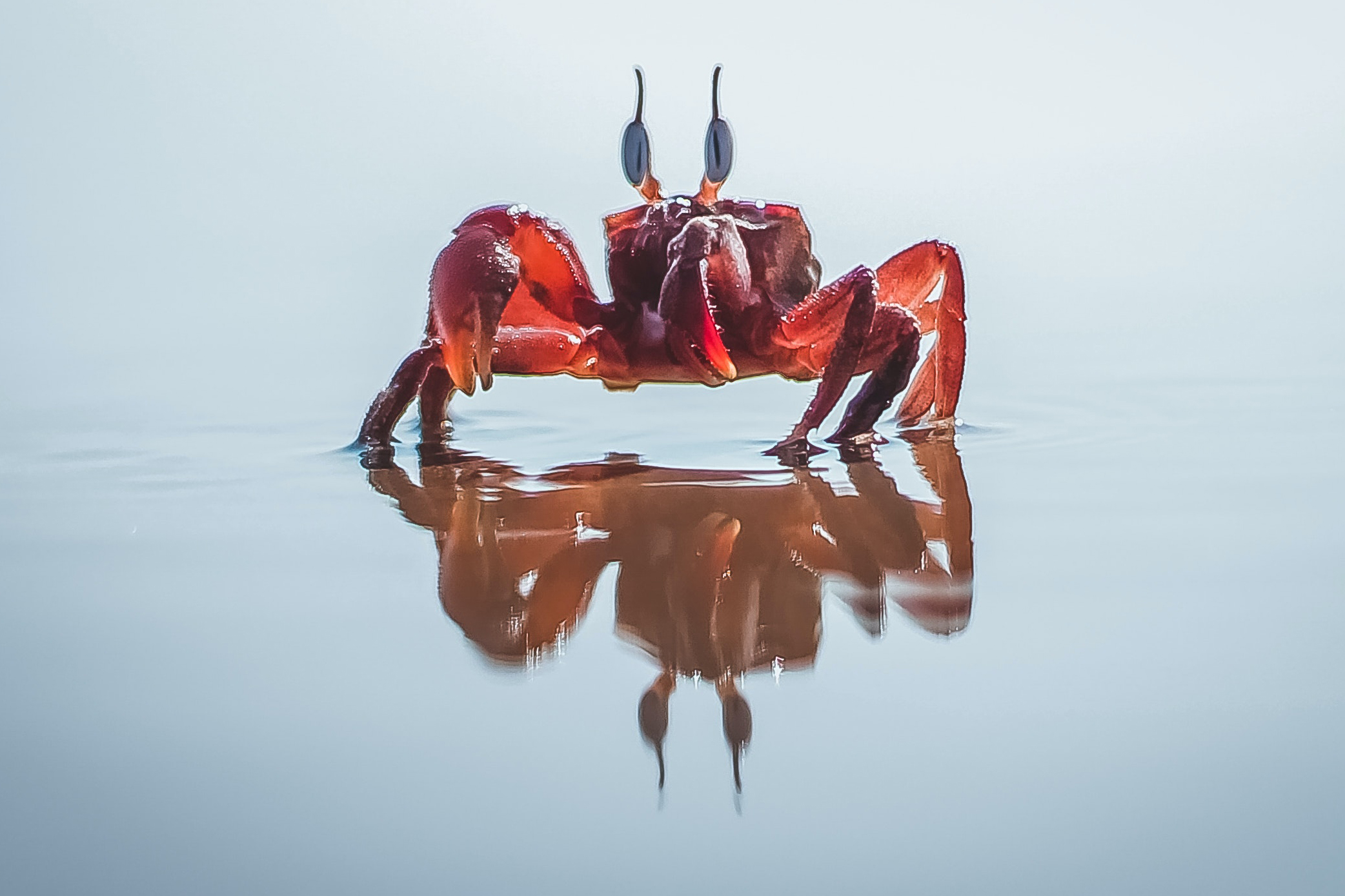 A crab walks along wet sand, with its reflection in the water.