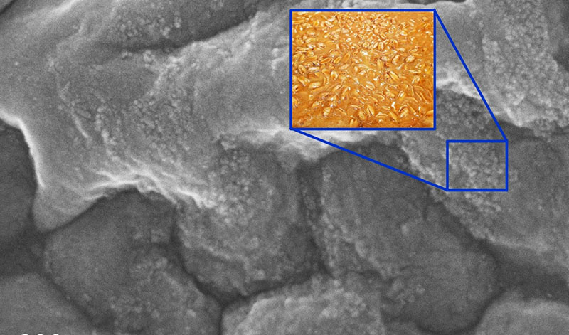 SEM image of solid-solution MXene derived oxide nanocomposite