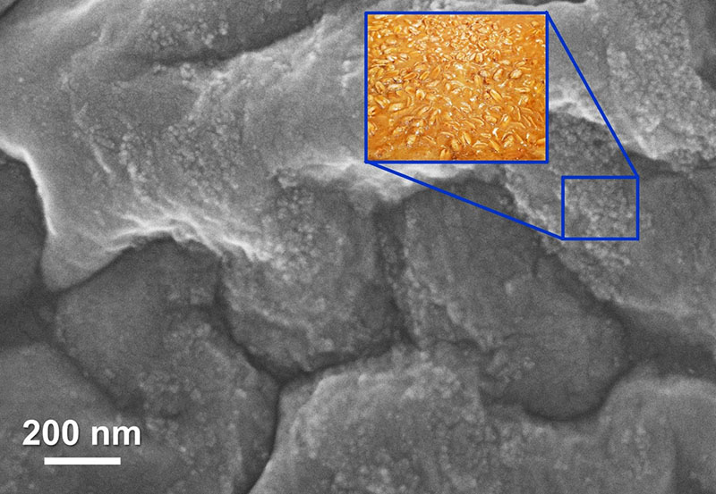 SEM image of solid-solution MXene derived oxide nanocomposite with peanut brittle comparison