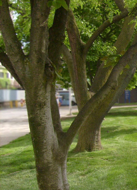 Drexel grounds