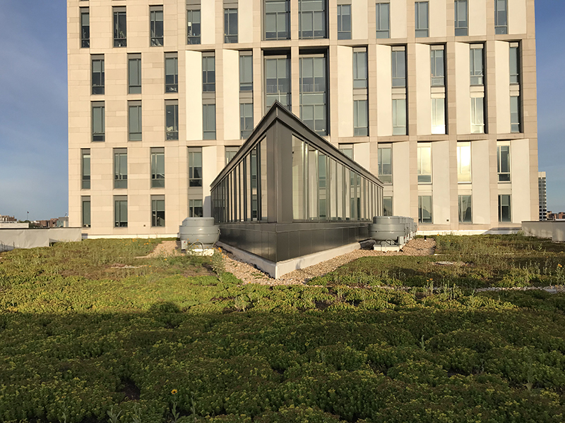 lebow hall green roof