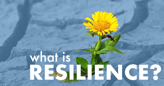 Yellow flower growing through cracks in rocky ground with text "what is resilience?"