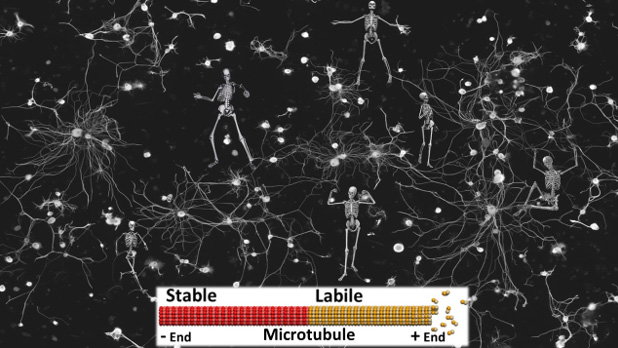 Microtubule Mediated Nerve Regeneration - Andrew Matamoros, PhD - The Hillock Newsletter