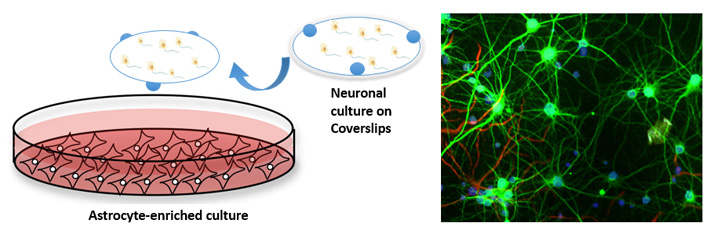 Astrocyte-enriched culture. Neuronal culture on Coverslips.