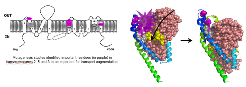 Mutagenesis studies identified important residues (in purple) in transmembranes 2, 5 and 8 to be important for transport augmentation.