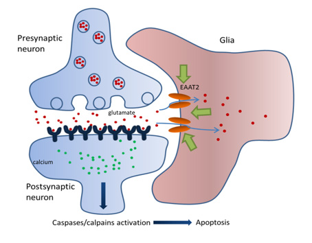Presynaptic neuron. Postsynaptic neuron. Glia. Caspases/calpains activitation to apoptosis.
