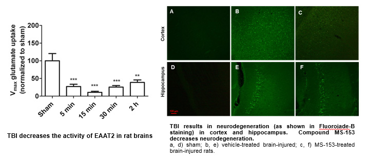 TBI decreases the activity of EAAT2 in rat brains. TBI results in neurodegeneration.
