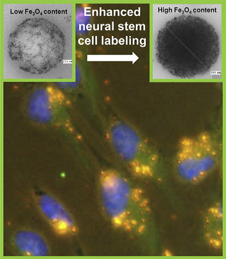 Enhanced neural stem cell labeling