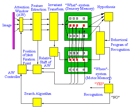 Rybak Lab: Schematic of the Model