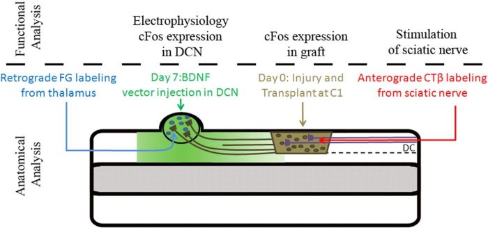 Drexel Fischer Lab: Research image illustrating functional connection in spinal cord injury