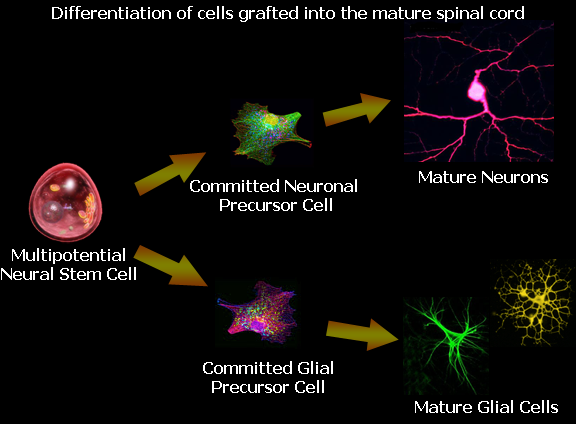 Drexel Fischer Lab: Differentiation of cells grafted into the mature spinal cord