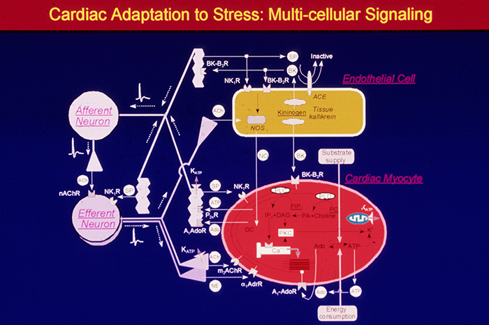 Cardiac Adaptation to Stress: Multi-cellular Signaling