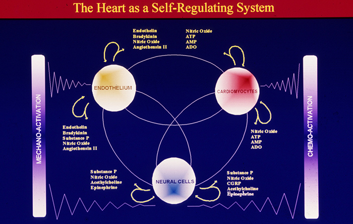 The Heart as a Self Regulating System