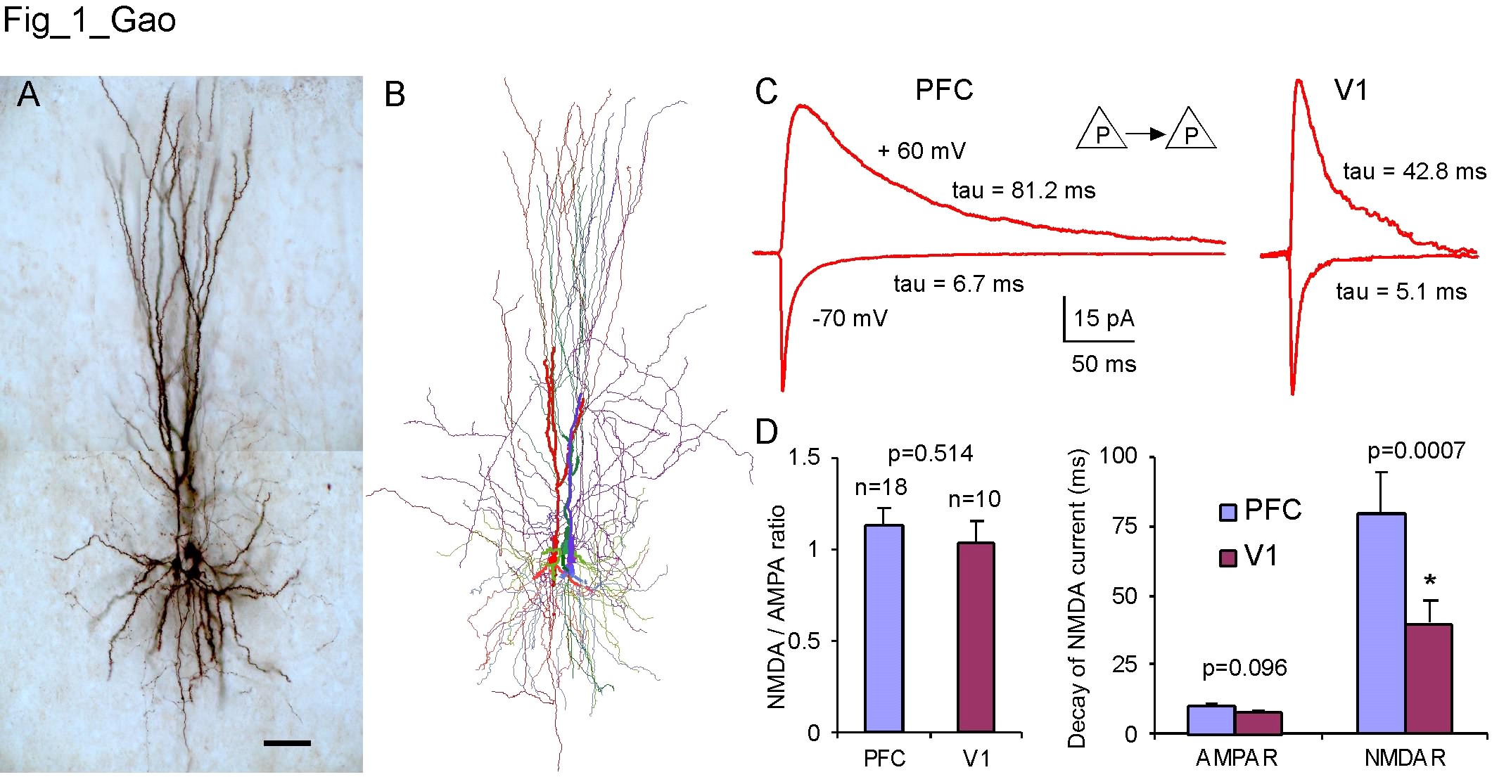 A and B, Biocytin-labeled layer 5 pyramidal neurons from multiple recordings and Neurolucida reconstruction, respectively; C and D, NMDA and AMPA receptor-mediaed currents recorded from the monosynaptic connections between pyramidal neurons in the adult rat prefrontal cortex.