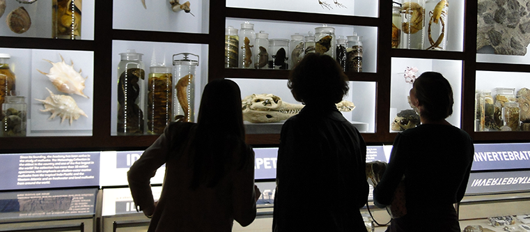 The Master of Science in Museum Leadership