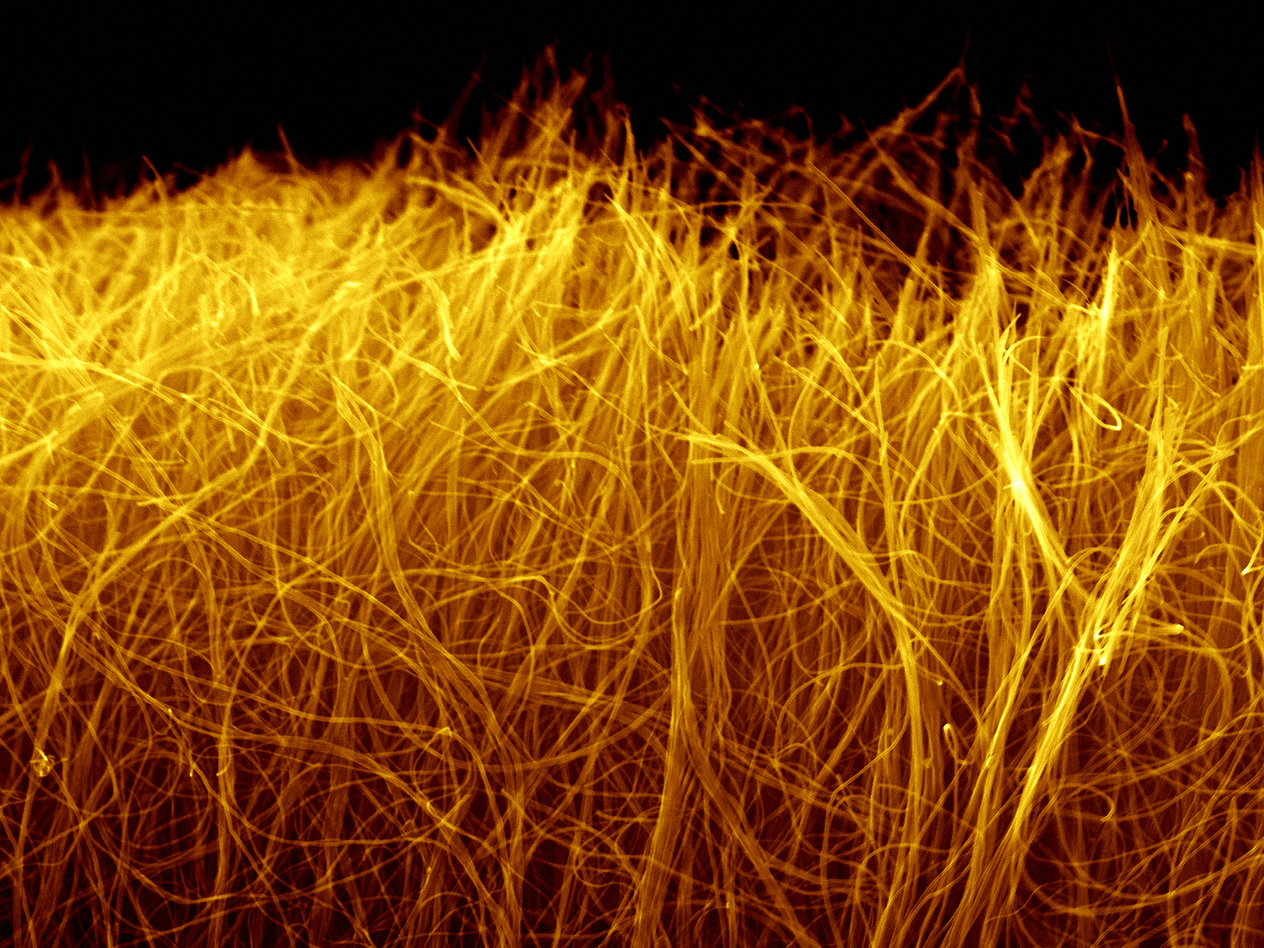 Carbon nanotubes in free-standing macroscale sheets (one of a few promising approaches for electric energy storage) was one of the 11 images on display at "Small and Exquisite." by Ph.D. students Min Heon & Boris Dyatkin  NanoMaterials Group (Prof. Yury Gogotsi) Zeiss Supra 50VP SEM, CRF