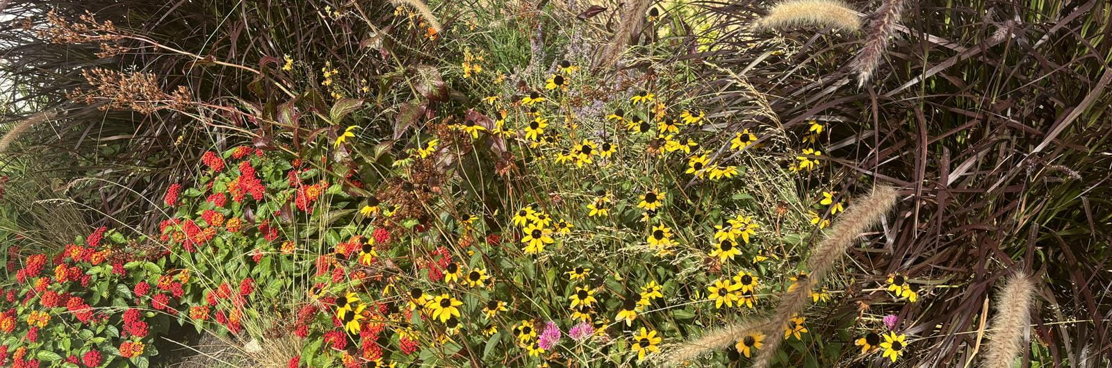 fall foliage at Gateway Garden at Drexel University