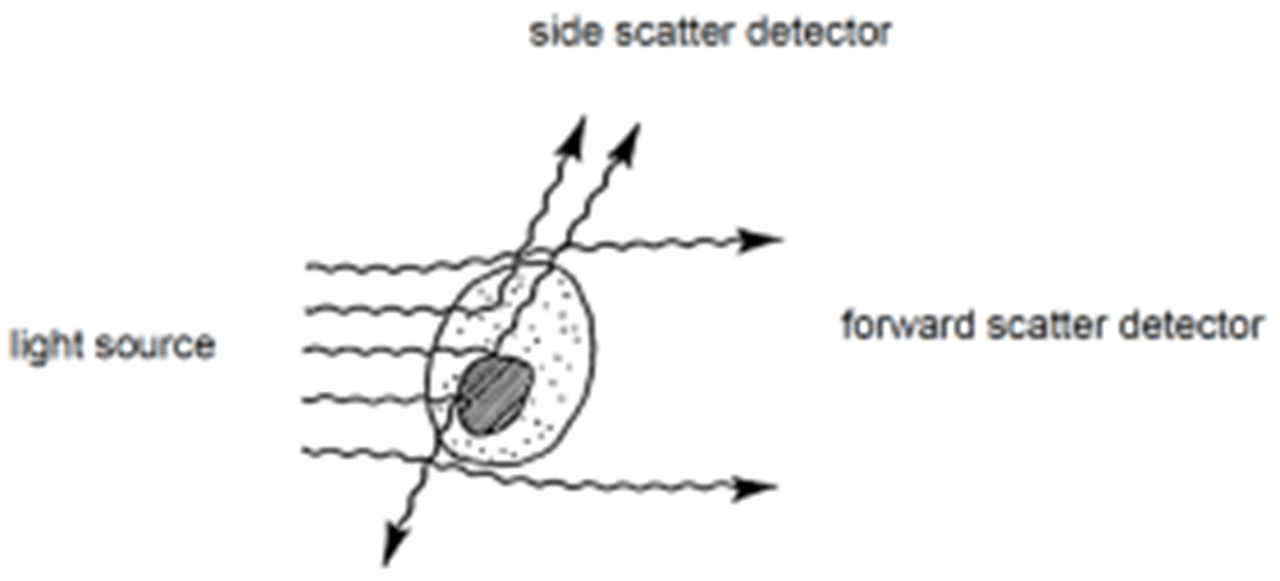 Flow Cytometer light scattering diagramming the light source through the side scatter detector and forward scatter detector